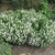 compact plant with erect spikes of white flowers.