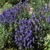 compact plant with erect spikes of blue-purple flowers.
