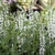 Erect spikes of white flowers.