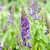 Erect spikes of purple flowers.
