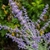 Branched purple inflorescence bearing purple flowers.
