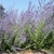 gray green foliage topped by airy purple inflorescences.