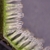 Close-up of leaf section showing whisk-shaped bristles.