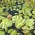 Floating ovate leaves with bristly surfaces.