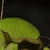 Leaf surface showing the texture of the bristles.