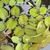 Floating ovate leaves with bristly surfaces.