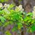 Sambucus racemosa subsp. pubens