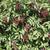 Sambucus racemosa subsp. pubens