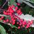 Sambucus racemosa subsp. pubens