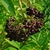 Cluster of berries ripening from dark red to black