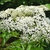 Dome-shaped flower cluster.