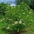 Shrub with terminal, flat-top clusters of tiny white flowers.
