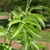 Opposite, pinnately compound leaves with serrate leaflets