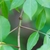 Green stem and node with opposite pinnate leaves