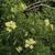 leaves and flowers
