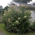 Sambucus nigra