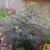 Sambucus nigra
