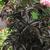 Sambucus racemosa Black Tower