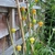Climber with alternate narrow leaves & bell-like orange flowers