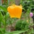 Climber with alternate narrow leaves & bell-like orange flowers