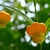 Climber with alternate narrow leaves & bell-like orange flowers