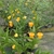Climber with alternate narrow leaves & bell-like orange flowers