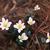 Sanguinaria canadensis