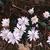 Sanguinaria canadensis