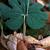 Sanguinaria canadensis