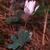 Sanguinaria canadensis