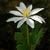 flower, Yancey, NC