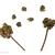 Poterium sanguisorba