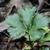 Portrait of a single ternate, serrate leaf.