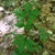 A clump of the plant growing in a shady natural area.