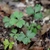 Small rosette of ternate, serrate leaves.