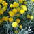 Santolina chamaecyparissus