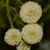 Creamy coloredheads of flowers