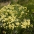 Form in bloom