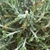Small green leaves