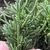 fingers holding branches with imbricate leaves like Juniper.