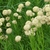 fine green foliage and white heads of flowers.