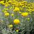 Santolina chamaecyparissus