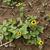 Sanvitalia procumbens
