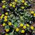 Sanvitalia procumbens