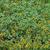 Sanvitalia procumbens