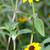 Sanvitalia procumbens