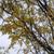 Fall Color Leaf