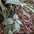 Sapling in November in Monterrey County, California