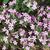 Saponaria ocymoides