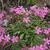 Saponaria ocymoides